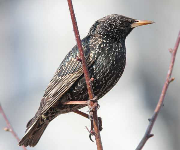 Это и другие изображения взяты из открытых источников