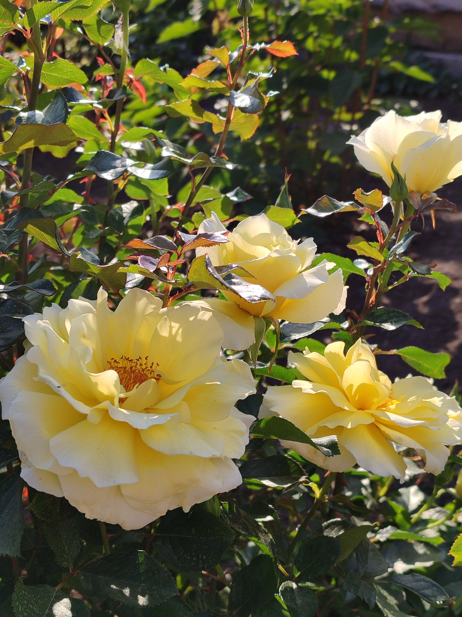 Уайт Ликорис