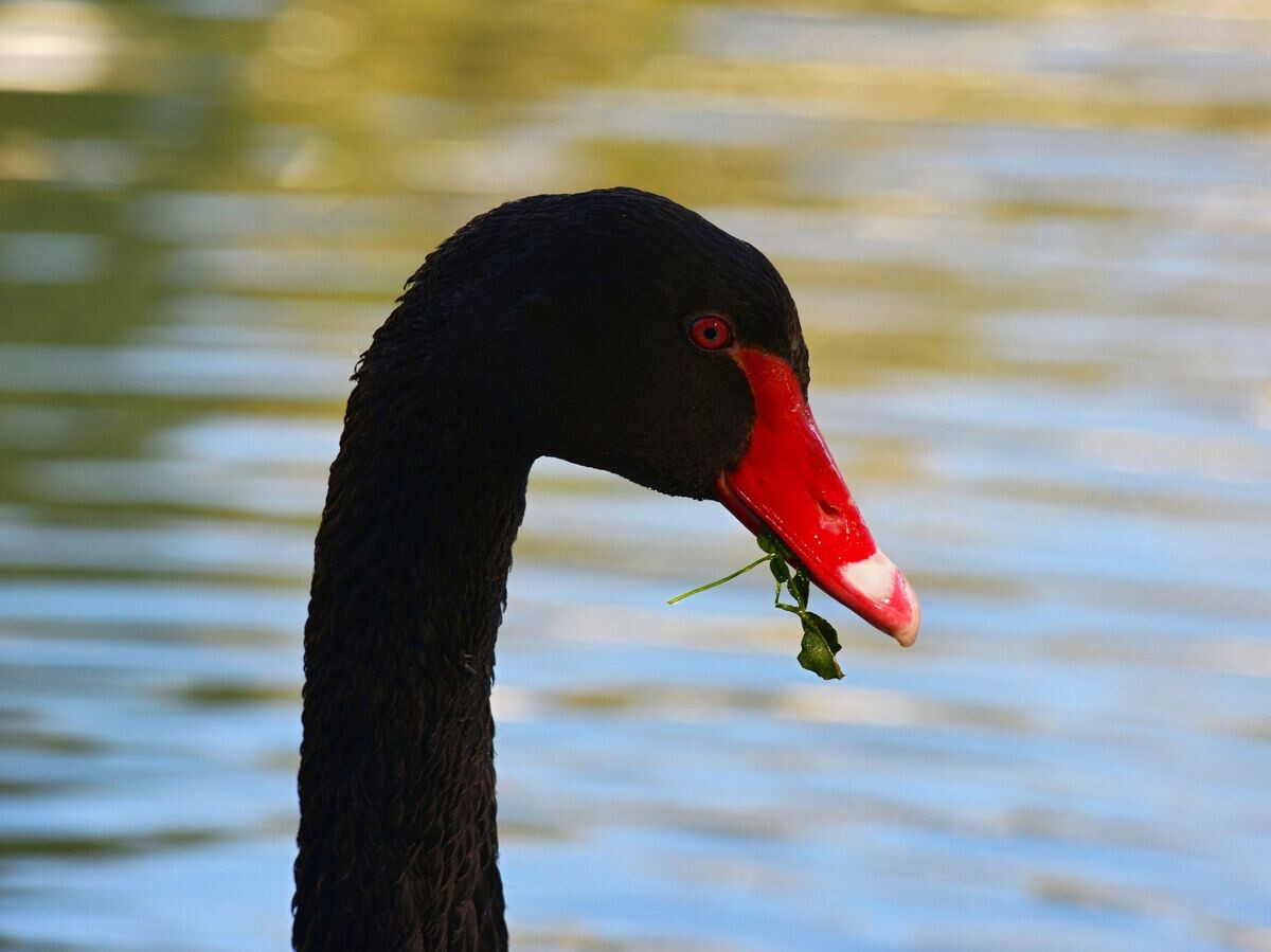   Черный лебедь© РИА Новости . Игорь Онучин
