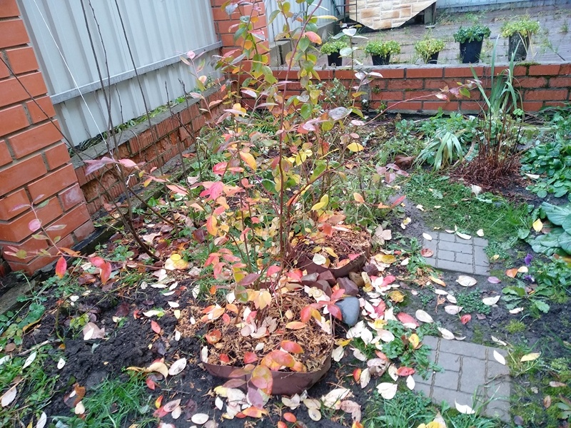 Листопад голубики