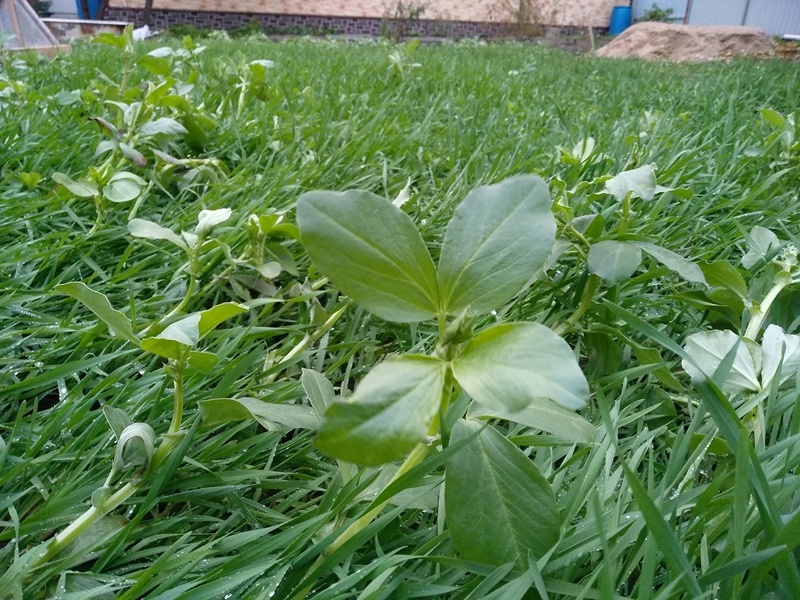 Это зелёный ноябрь в Пожмосковье