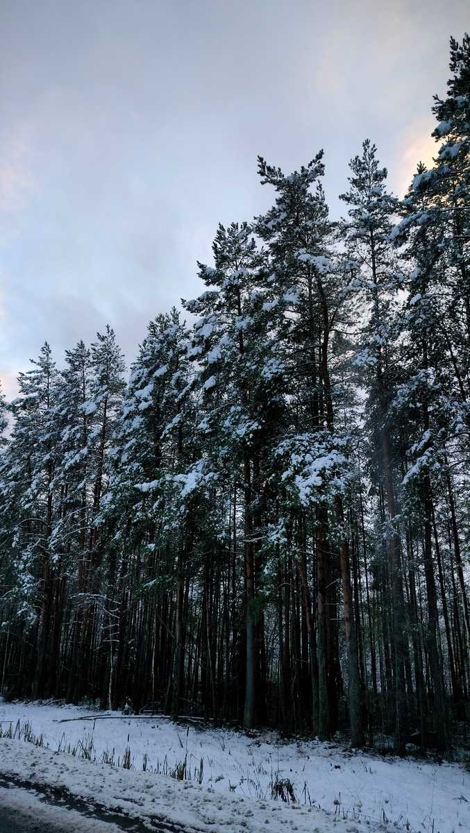 4 Ноября Ленинградская область