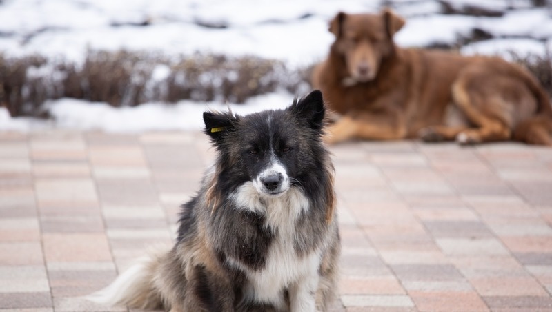      Фото: ИА «Победа26»