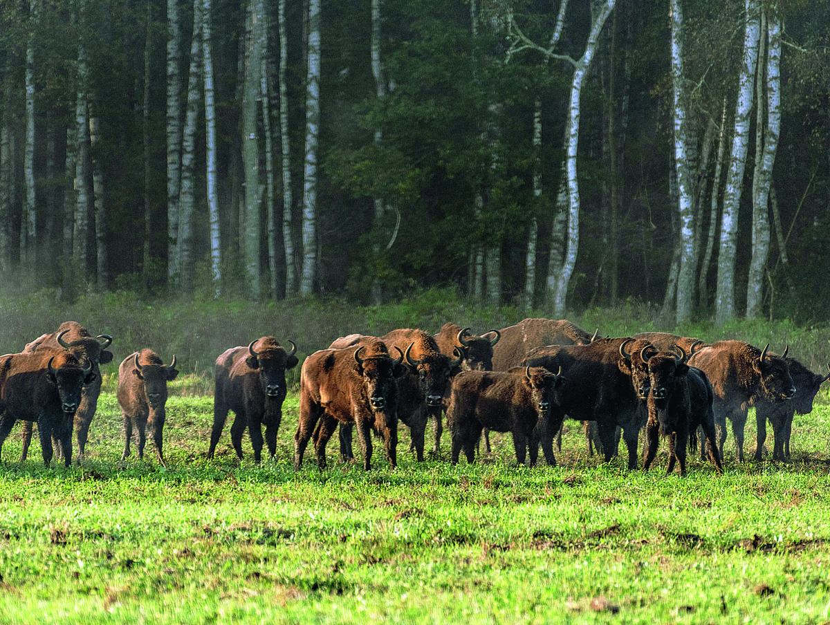     Зубры в Беловежской пуще.Фото автора.