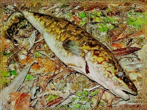 Осенний налим