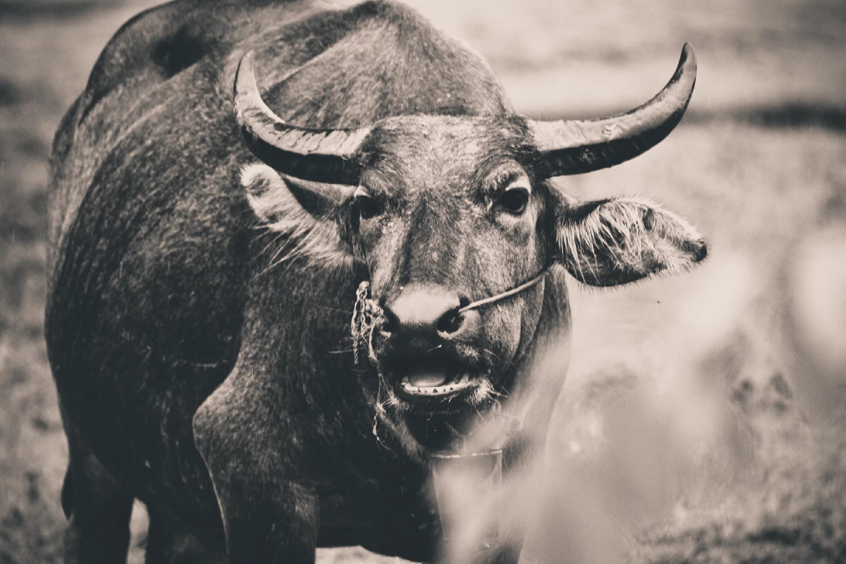 в переводе с китайского псориаз это бычья кожа 