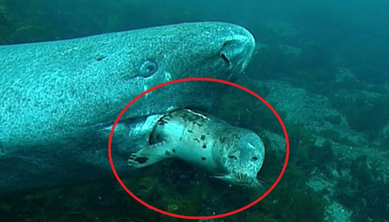 Это она съела тюленя. Жалко бедолагу, но жизнь такова.