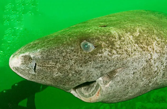 Знакомьтесь, дядя Зин, идет никакой в магазин, потому что в его ЗиЛе кончился бензин.