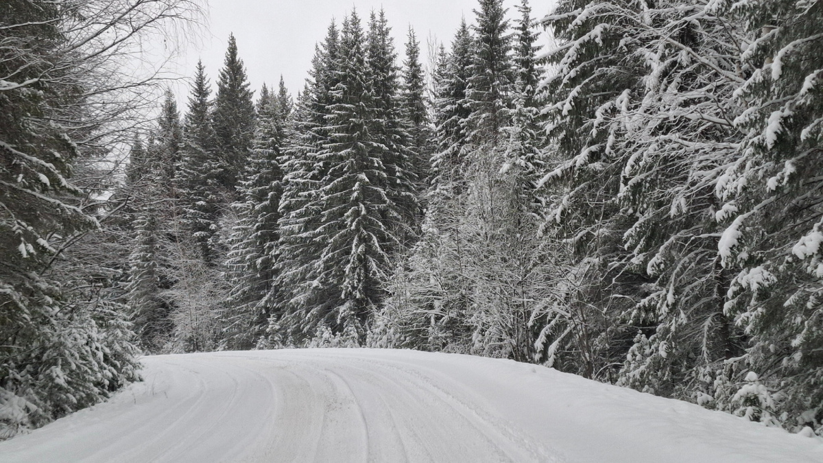 Красота лесная.