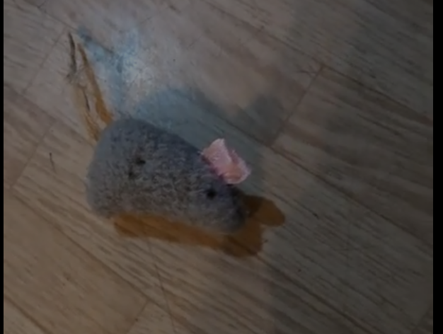 Мышь - подарок Коти с подвохом, как оказалось,