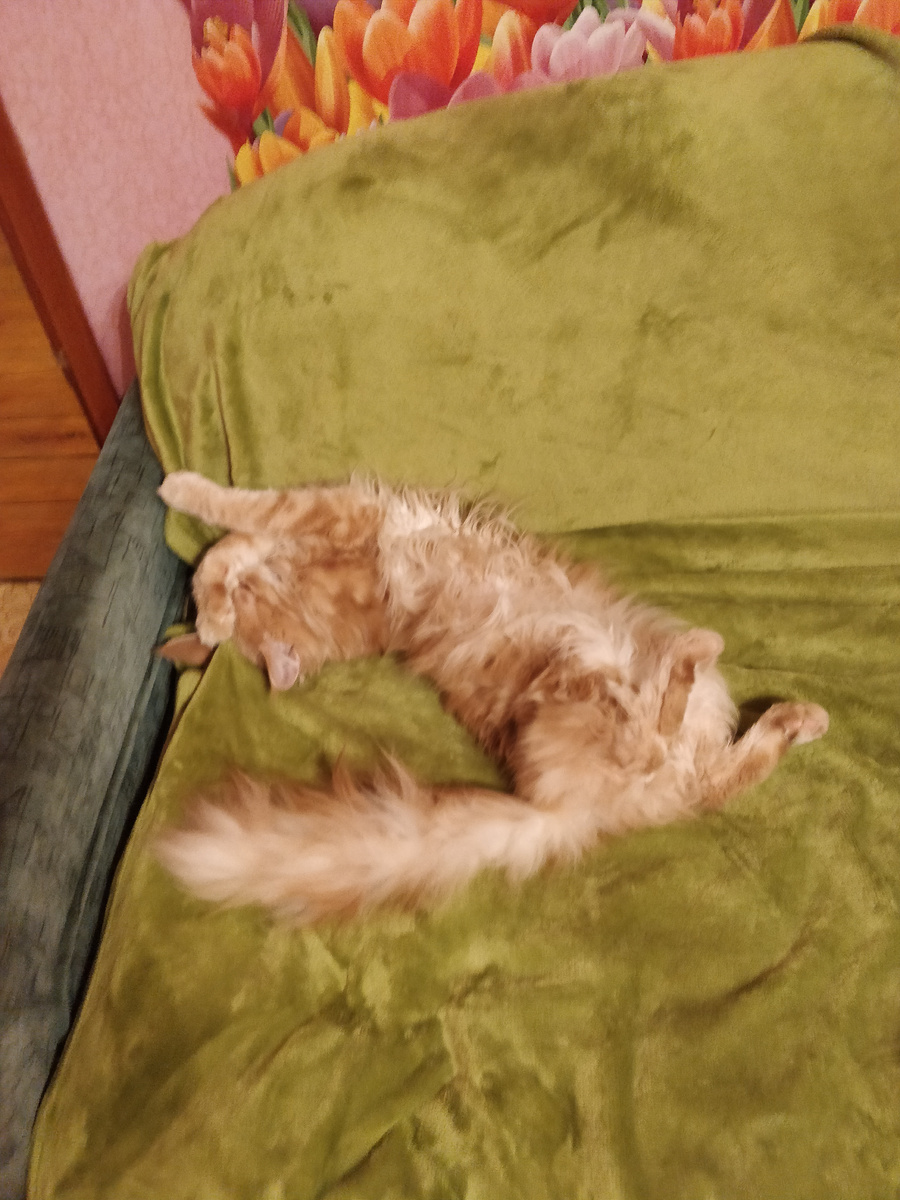 Пушистый Котя:)