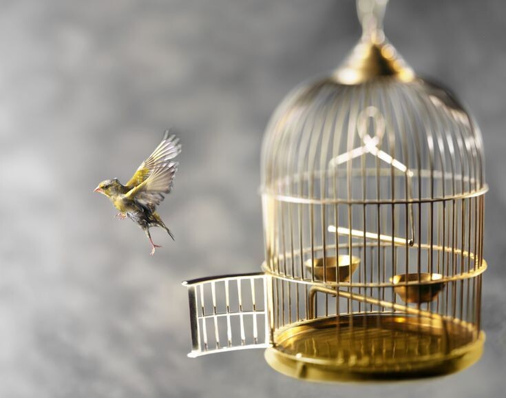 Терпеть нельзя бороться: как победить депрессию. Выпустить свои желания, как птичек, на волю. Источник: Яндекс Картинки. 