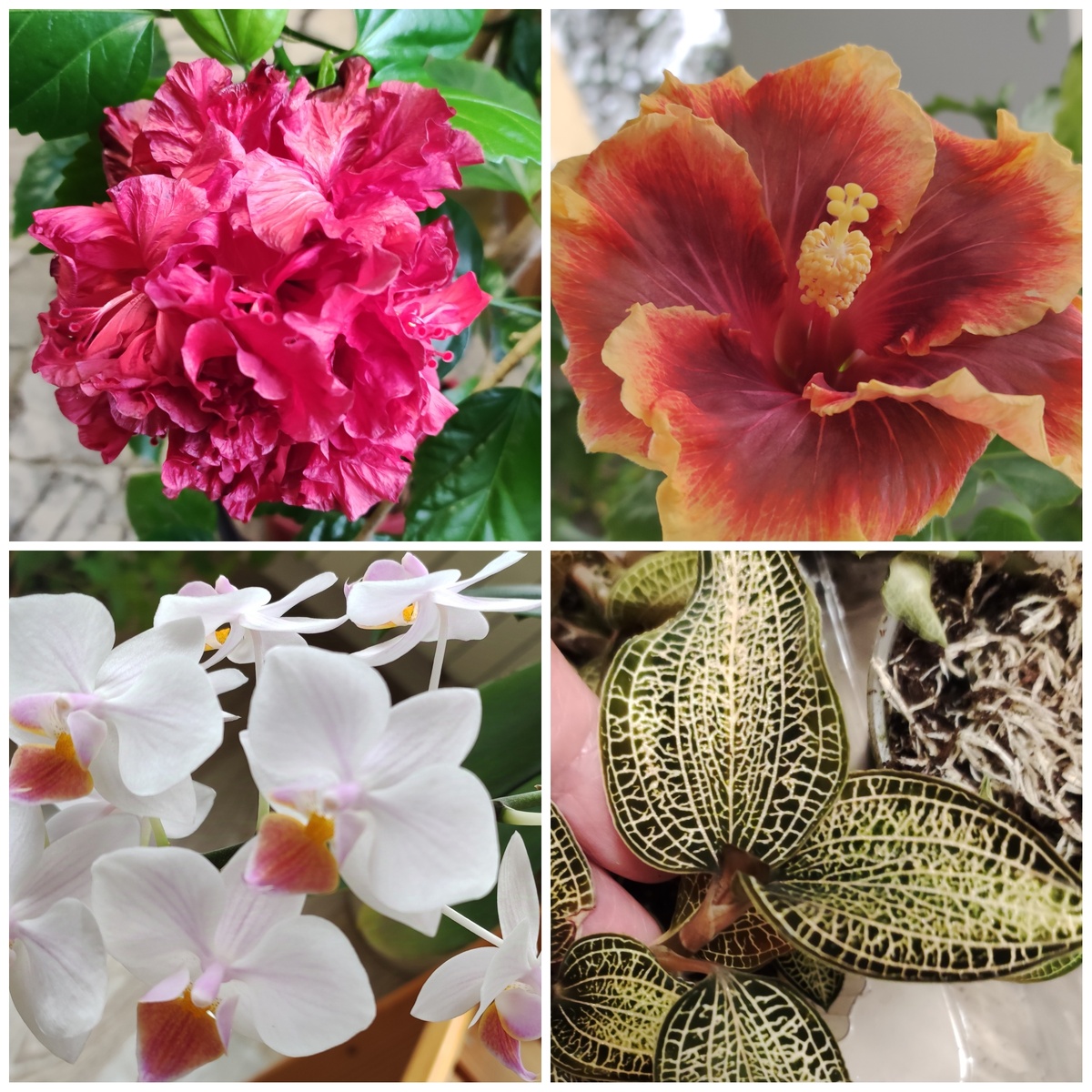 На фото цветущие сегодня 2 гибискуса и фаленопсис. Плюс листочки анектохилуса, который и без цветов хорош 😄