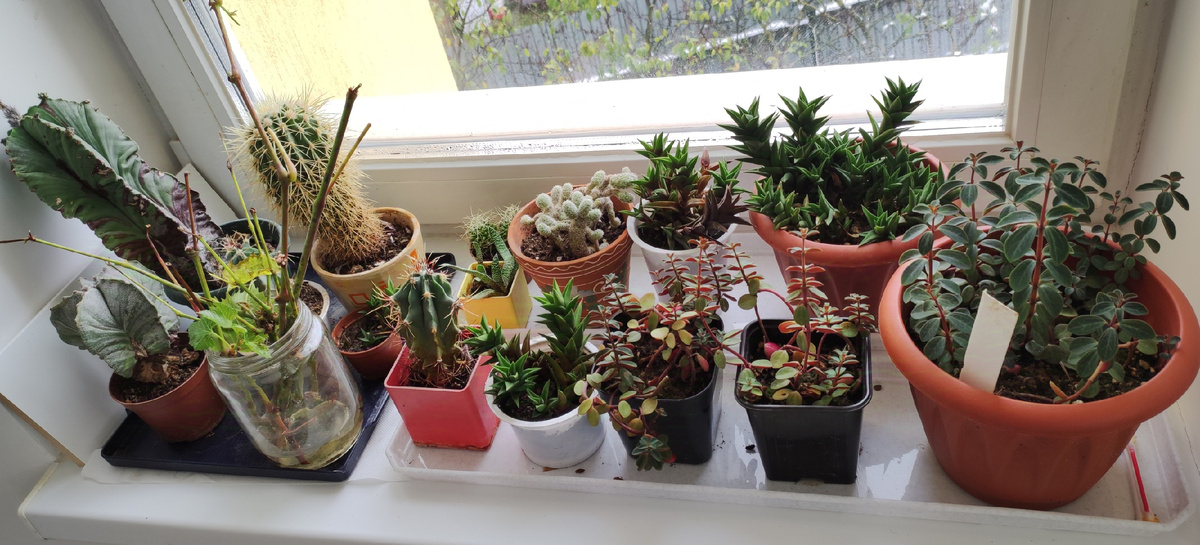 Подоконник с суккулентами
