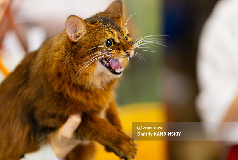    Фото: Дмитрий Кандинский / vtomske.ru