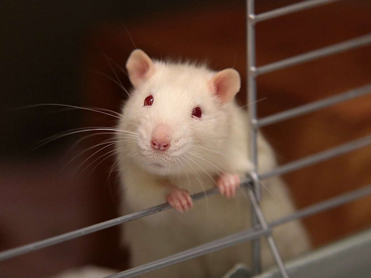    Российские учёные первыми в мире подключили мозг крысы к ИИ