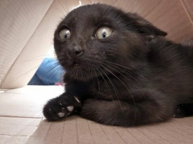 Какие 5 вещей в доме, которые кажутся кошке ужасными