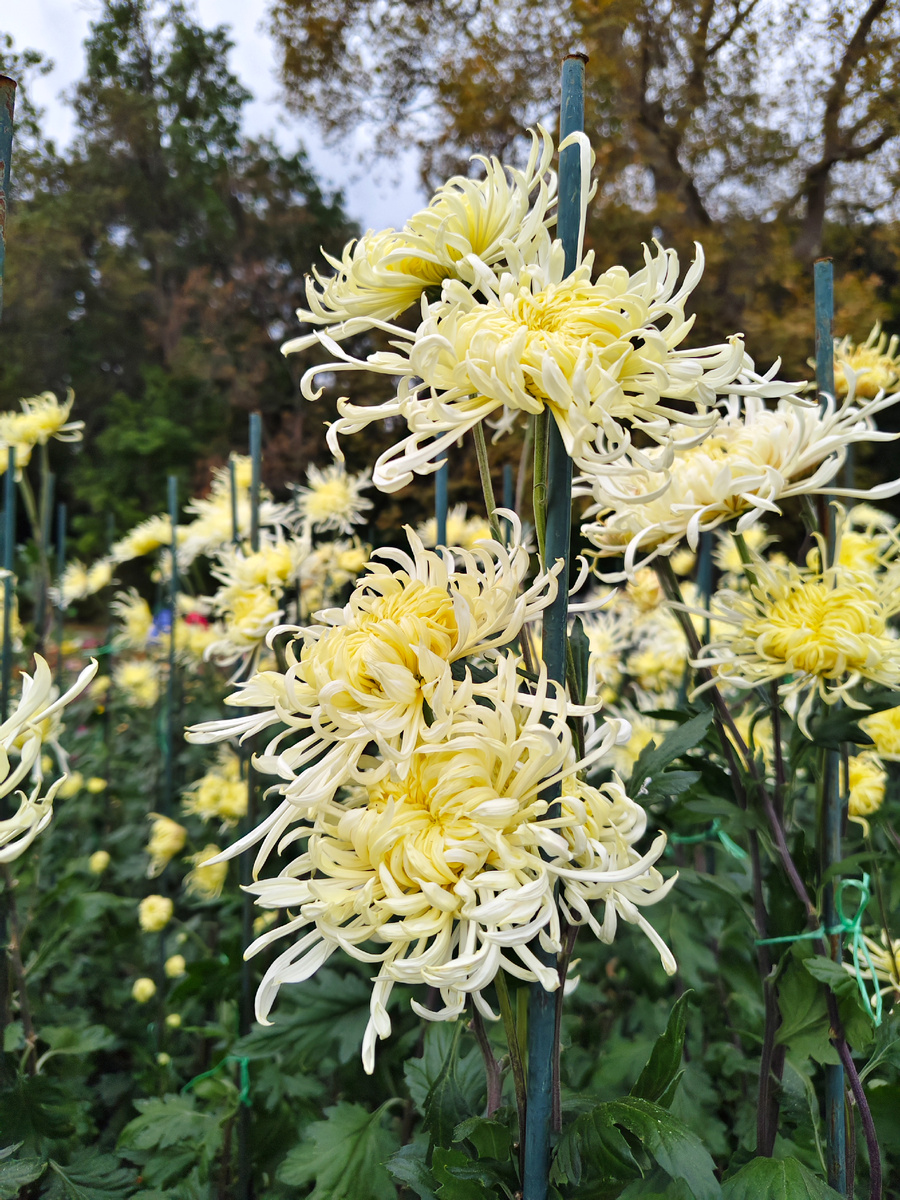 Кто бы мог подумать, что это тоже хризантема!