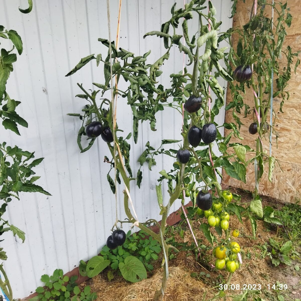 Дата на фото 30 августа, через 10 дней кусты удалила