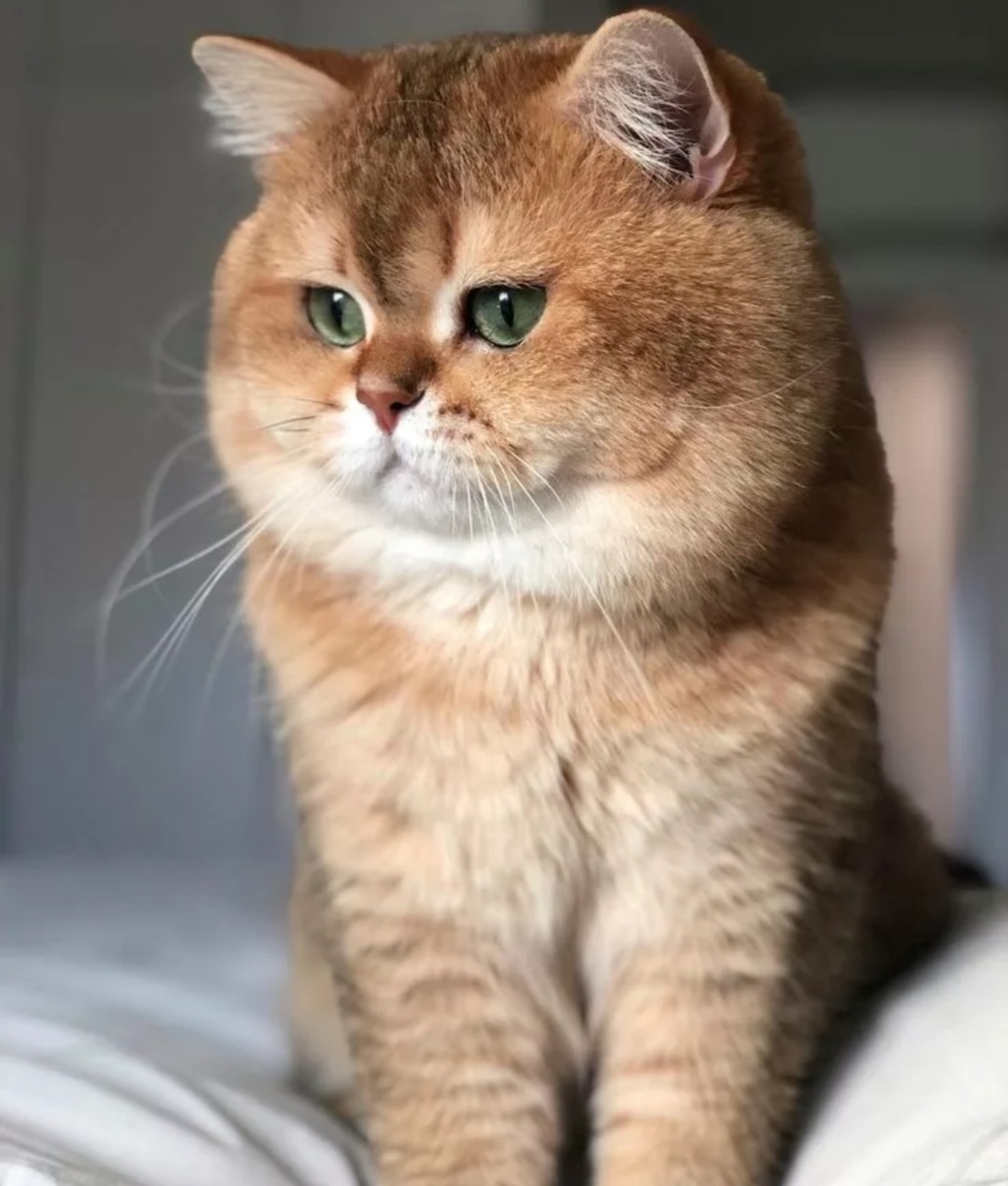 Британская шиншилла. Фото: Pinterest 