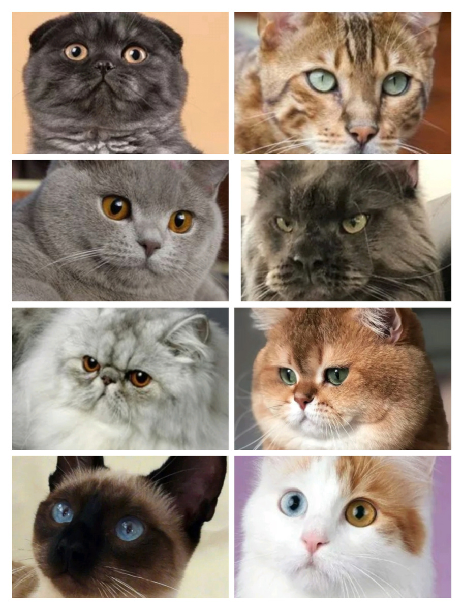 Коллаж из фото с Pinterest 