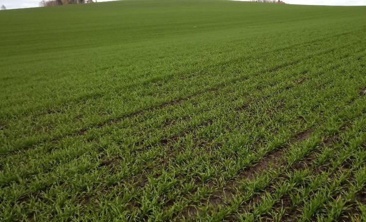    Семенная структура сева озимых под урожай 2025 в Красноярском крае