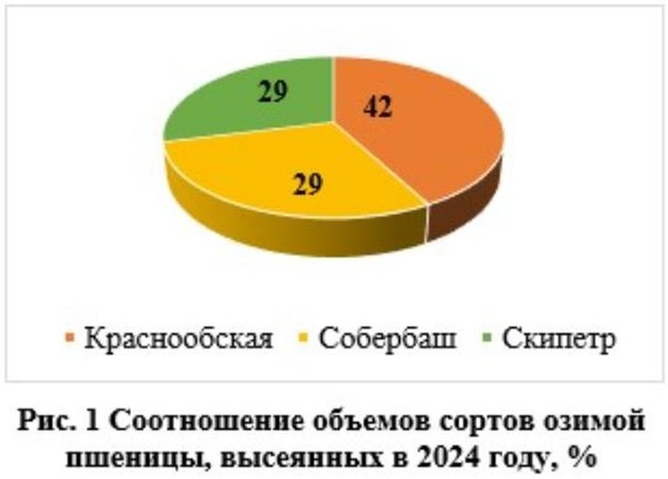     Семенная структура сева озимых под урожай 2025 в Красноярском крае
