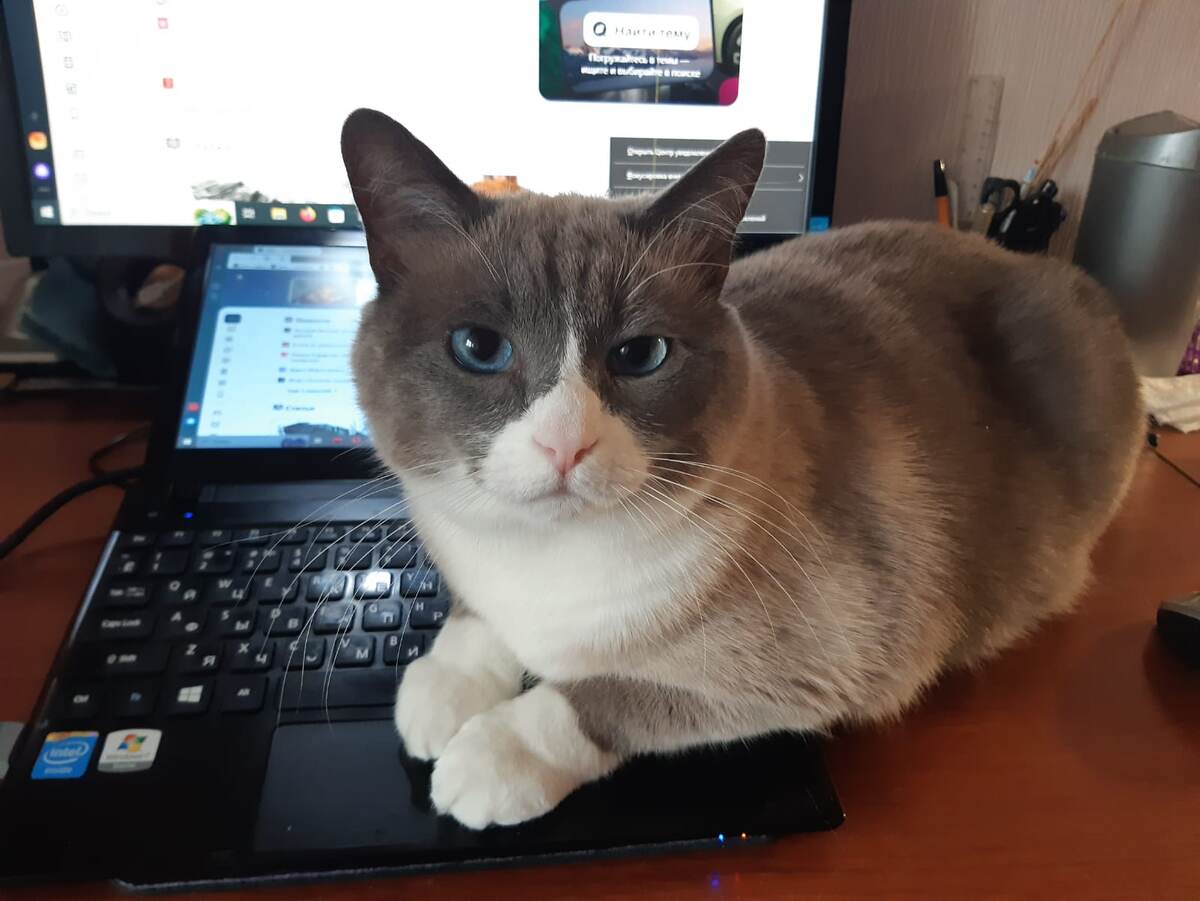 Соавтор моего канала. Фото автора.