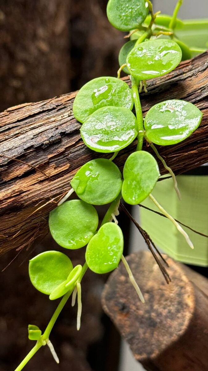 Dischidia nummularia, мой экземпляр, живет во флорариуме