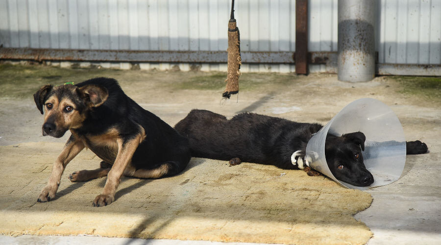   Фото Елены Синеок, Юга.ру