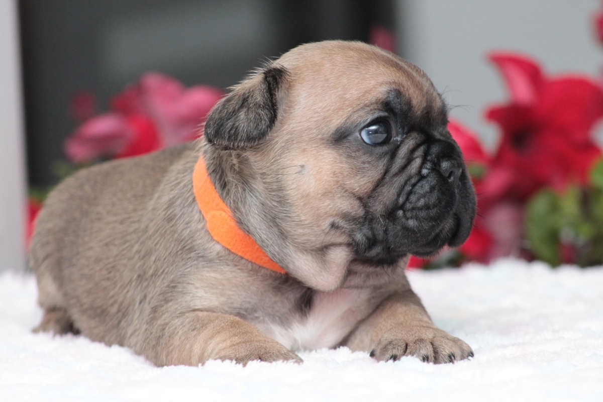 маленькая Жужа