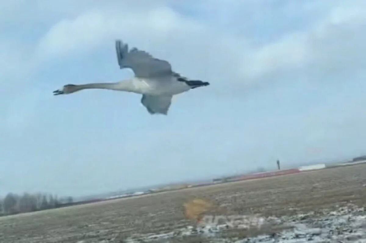    Летающего рядом с машинами гуся засняли на трассе под Новосибирском
