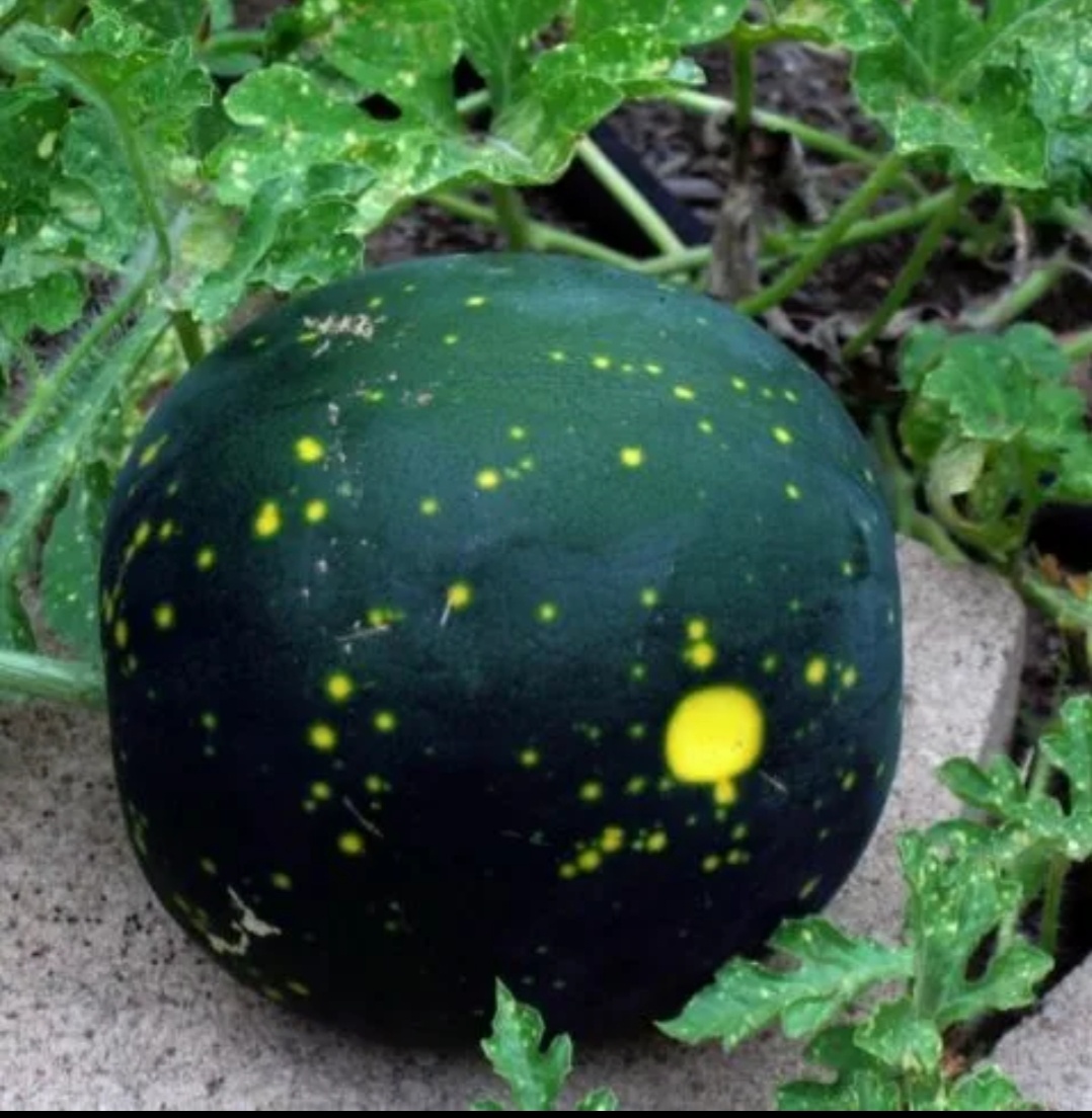 Фотография «Лунного и Звездного Арбуза»