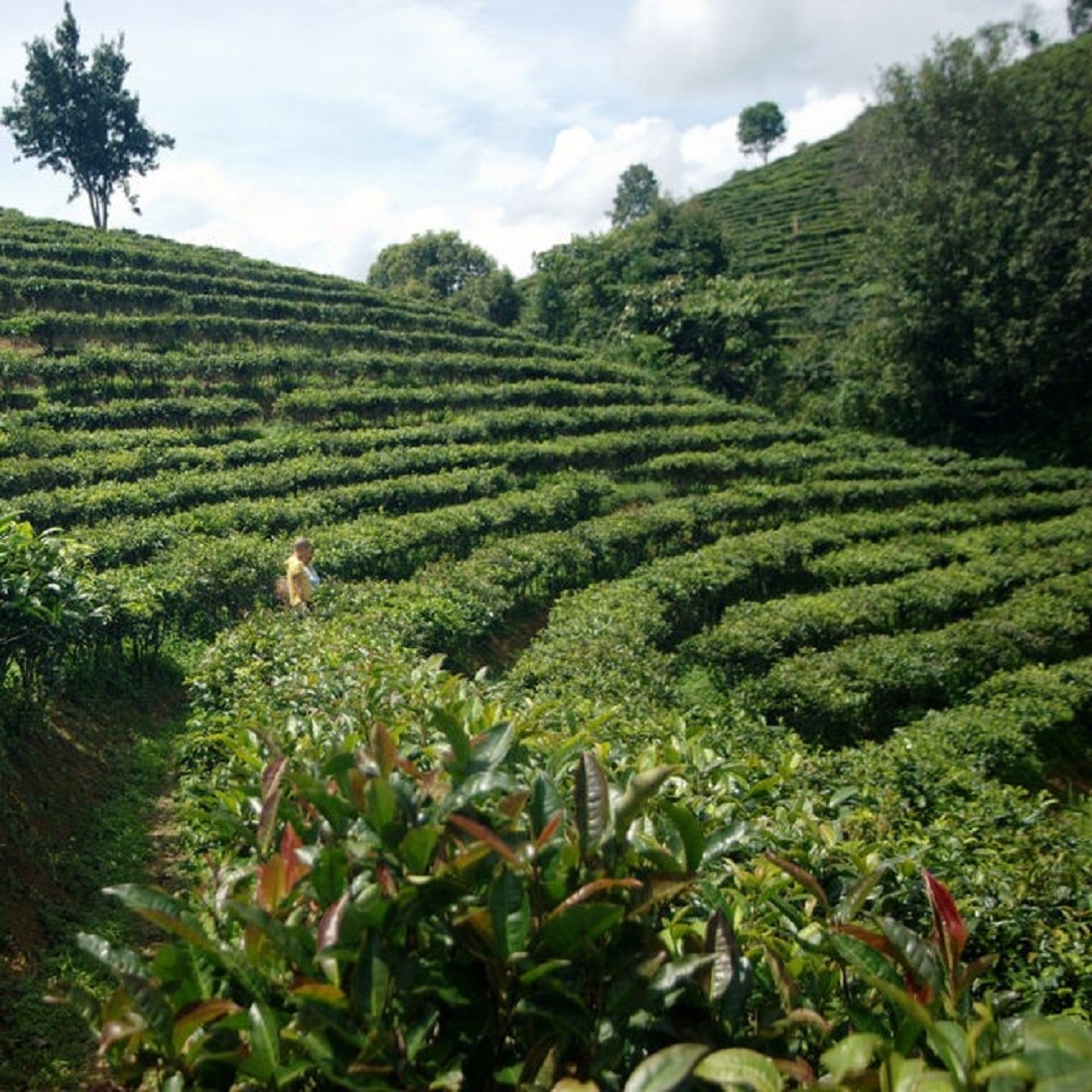Дикий пуэр Шу. Китайский элитный чай из провинции Юньнань крупнолистовой