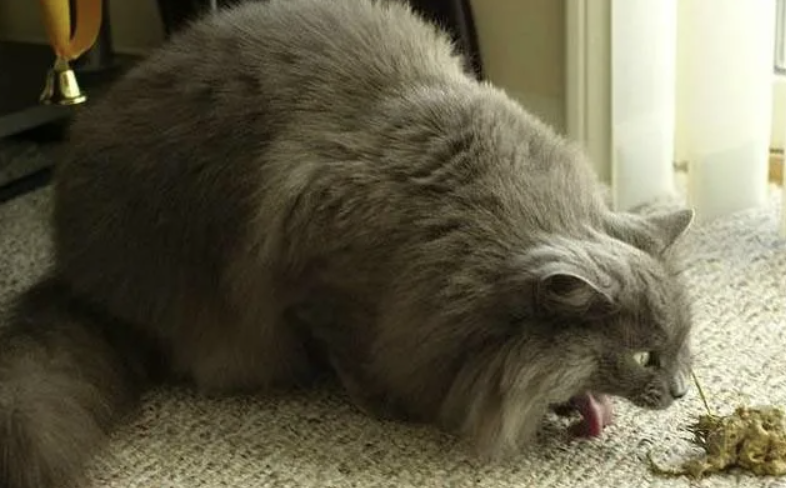 Что делать если котенка тошнит. Котенка стошнило непереваренной едой. Кошку рвёт после еды непереваренной пищей. Кота рвет непереваренной пищей. Причины болезни кошек.