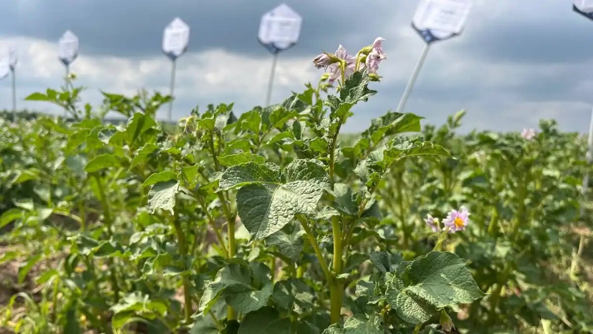 Фото:© Владимир Исаенко / Glavagronom.ru Анализ мирового рынка картофеля