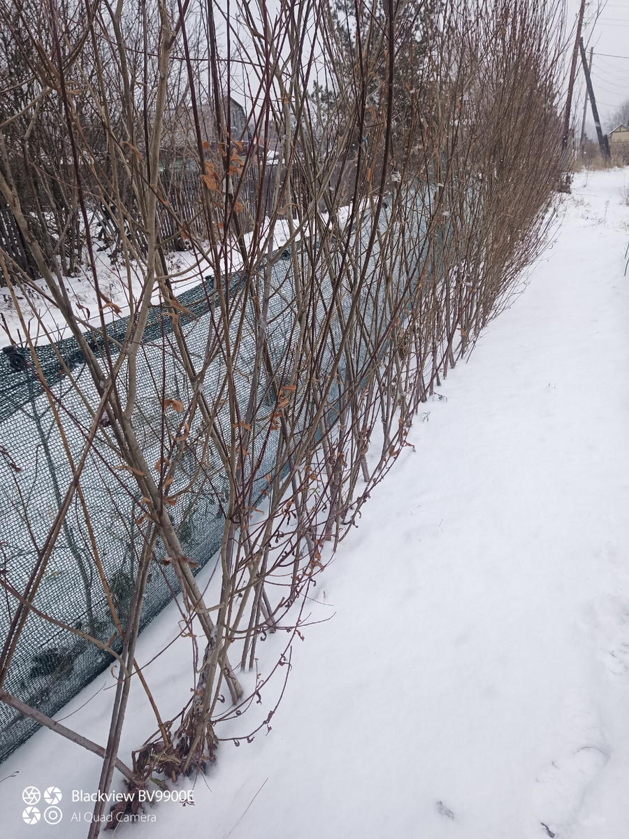 Ивовая плетёная изгородь, ноябрь 2024