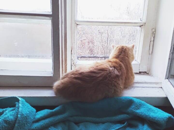 В это окно он дважды выпрыгивал в прошлые свои заточения.