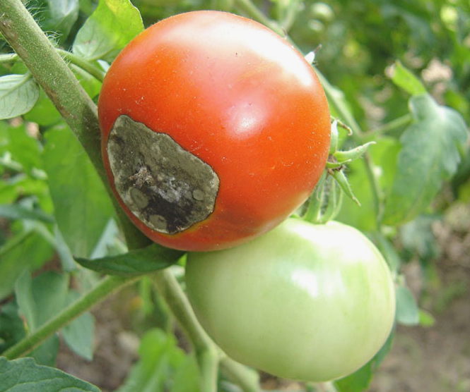 Фитофтора на помидорах