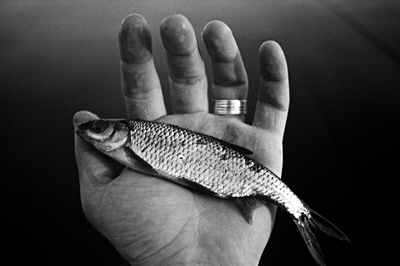 Вобла — всеядный вид, предпочитает мелких ракообразных, растения и моллюсков. Вне нереста питается в основном бентосом из грунта, личинками комаров. Фото: Niklas Lindgren / Flickr