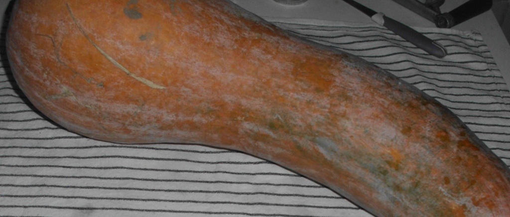 Тыква с дачи. Личное фото автора канала Житейская проза