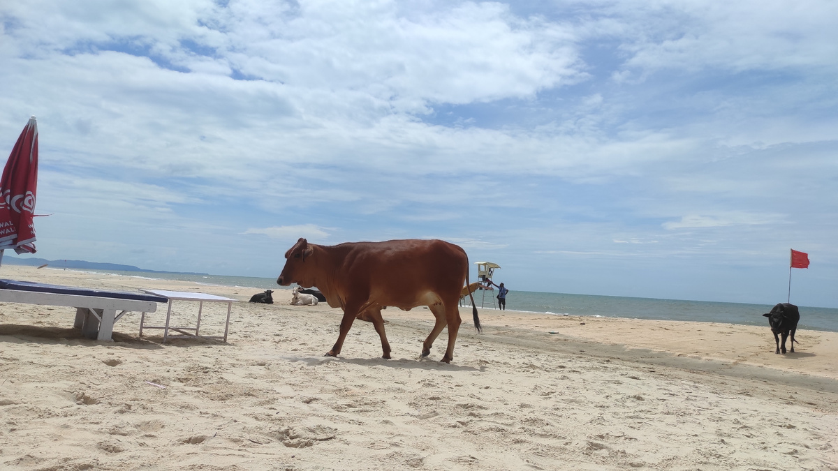 Святые коровы - на пляже