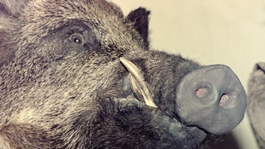    Виктор Лисицын/Globallookpress