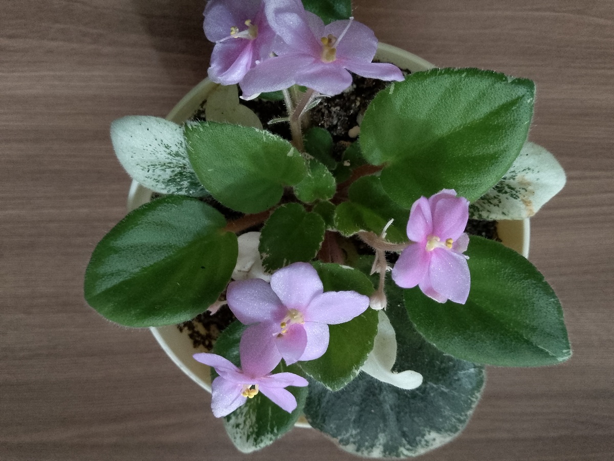 (фото из архива автора)