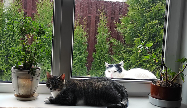 Белый опять забыл про годовщину их знакомства и Кисаня выставила его на улицу, размышлять о хороших манерах) На самом деле - фото постановочное, ни один котик в процессе не пострадал