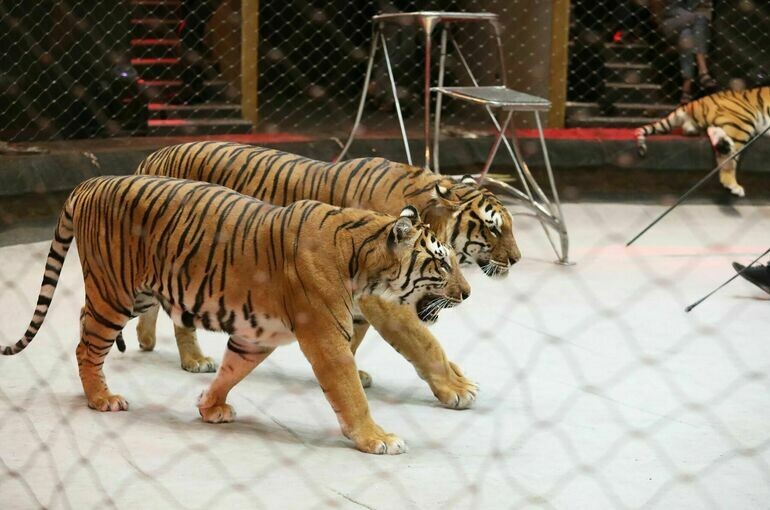   Артур Новосильцев / АГН Москва