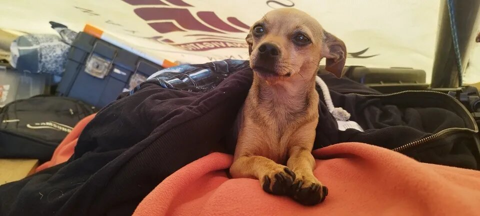 Фото: Telegram / Russian Ocean Way. Кругосветная экспедиция 