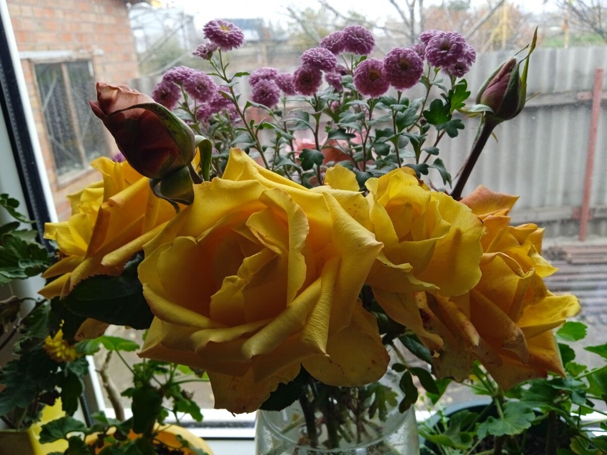 Собственное фото автора. Просто любуйтесь! Фотография для эстетического наслаждения моему Читателю. Последние розы в этом сезоне. 