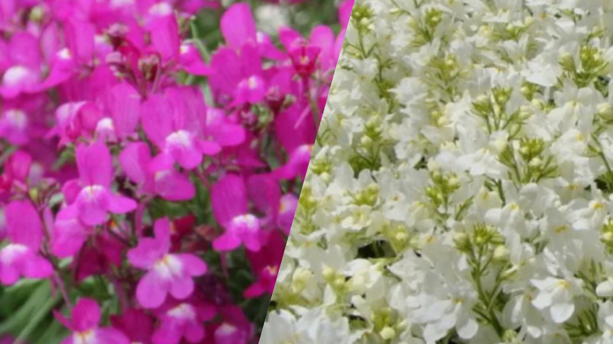 Линария марокканская. Коллаж автора