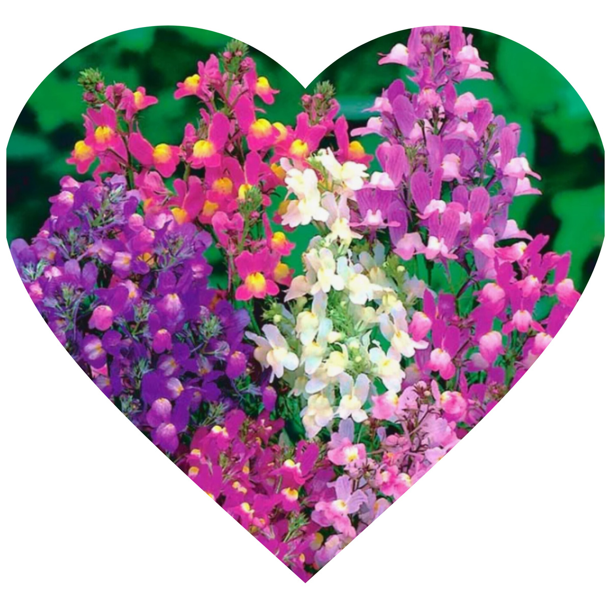 Разнообразие расцветок линарии марокканской коллаж автора